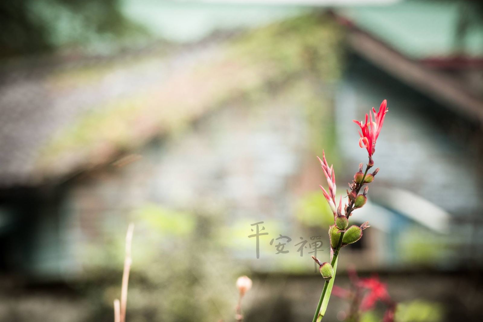 灵鹫山 平安禅 心道法师 禅修 禅公案