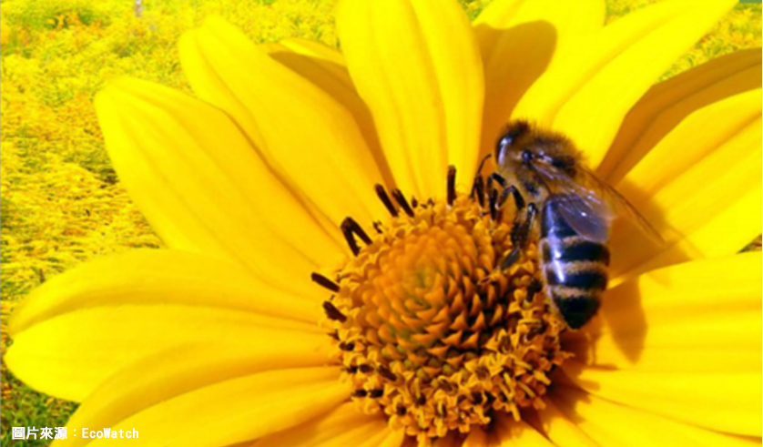 全球生态危机,远离蜜蜂,如果蜜蜂从地表上消失，人类也活不过 4 年了,「蜜蜂与我」柠檬水,「救蜜蜂、救地球」的梦想