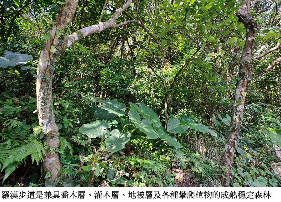 灵鹫山蕴藏的无限生机,植物生态,森林,心道法师,