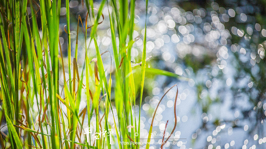 精进一日禅,禅修,心道法师,丹田,坐禅,