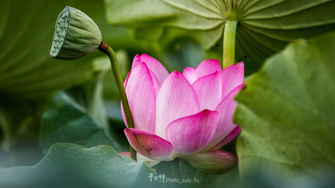 平安禅,静坐,冥想,禅修,四步骤,觉知,坐禅,乐活禅,断食禅,心道法师