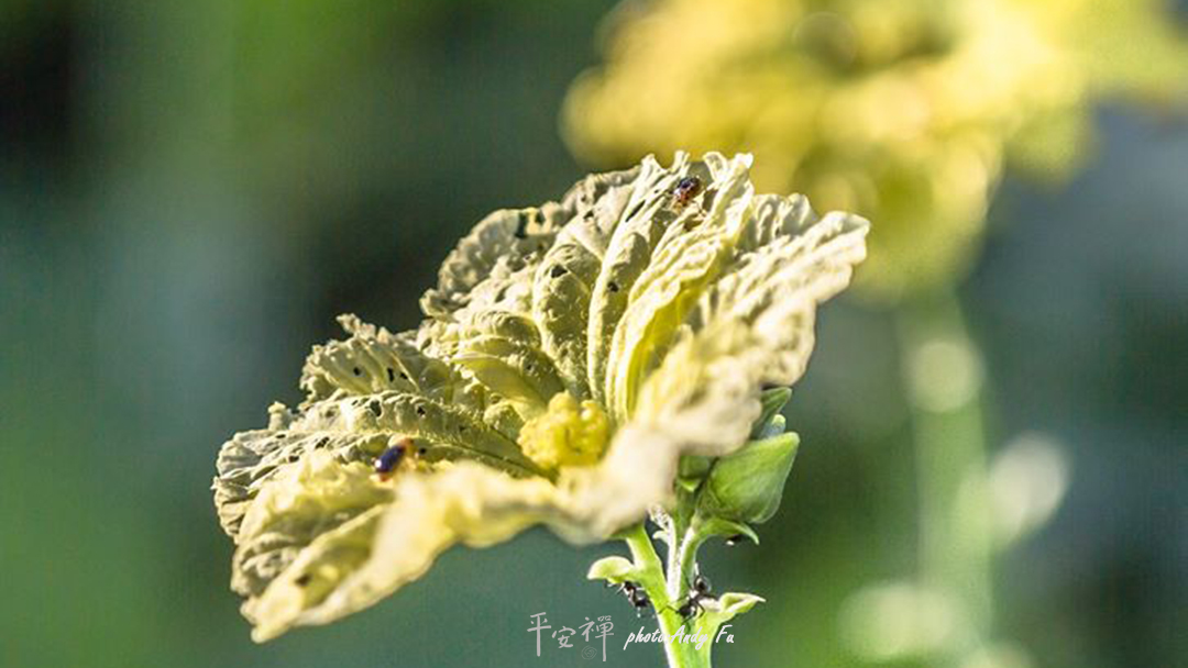 平安禅,静坐,冥想,禅修,四步骤,觉知,坐禅,护关,法工,心道法师,乐活禅,断食禅,禅友会,读书会