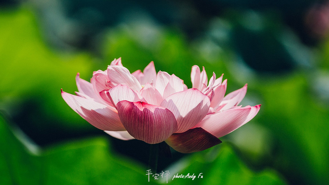 平安禅,静坐,冥想,禅修,四步骤,觉知,坐禅,护关,法工,心道法师,乐活禅,断食禅,禅友会,读书会