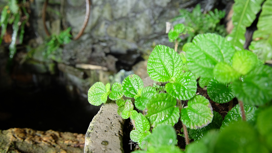  平安禅,静坐,冥想,禅修,四步骤,觉知,坐禅,护关,法工,心道法师,乐活禅,断食禅,禅友会,读书会