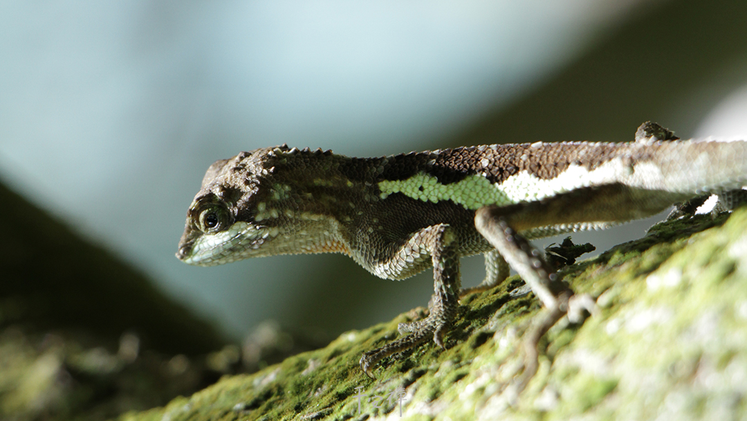平安禅,静坐,冥想,禅修,四步骤,觉知,坐禅,护关,法工,心道法师,乐活禅,断食禅,禅友会,读书会