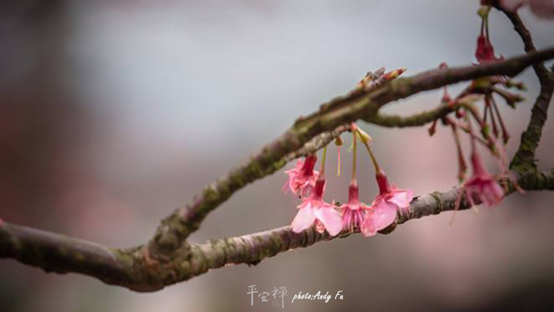 平安禅,静坐,冥想,禅修,四步骤,觉知,坐禅,护关,法工,心道法师,乐活禅,断食禅,禅友会,读书会