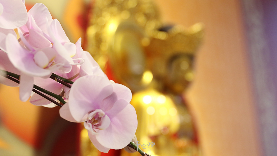 平安禅,静坐,冥想,禅修,四步骤,觉知,坐禅,护关,法工,心道法师,乐活禅,断食禅,禅友会,读书会