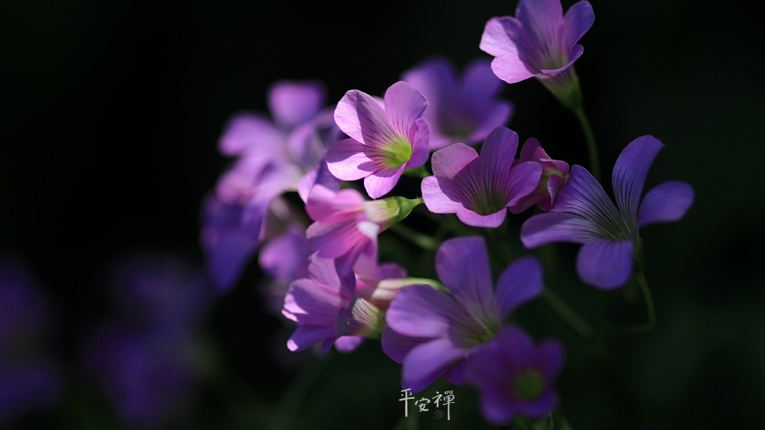 平安禅,静坐,冥想,禅修,四步骤,觉知,坐禅,护关,法工,心道法师,乐活禅,断食禅,禅友会,读书会