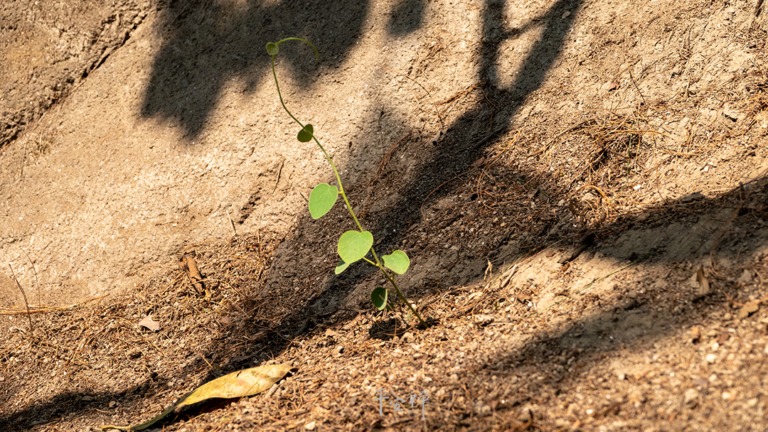 平安禅,静坐,冥想,禅修,四步骤,觉知,坐禅,护关,法工,心道法师,乐活禅,断食禅,禅友会,读书会
