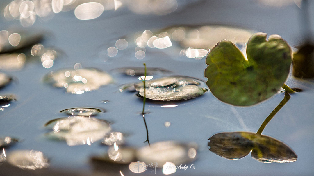 平安禅,静坐,冥想,禅修,四步骤,觉知,坐禅,护关,法工,心道法师,乐活禅,断食禅,禅友会,读书会